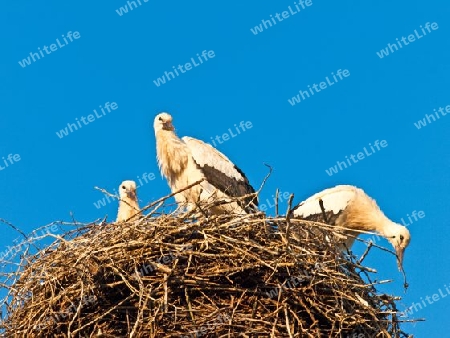 Storch