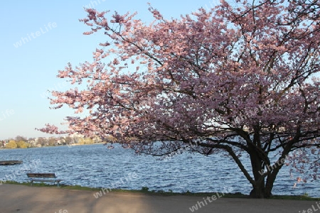 Kirschbl?te an einem Fr?hlingstag an der Alster in Hamburg