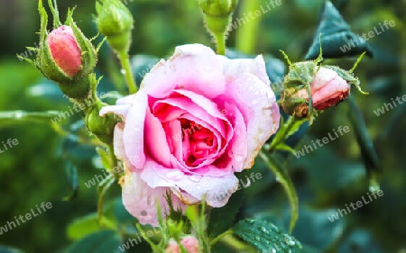 Top view of yellow and orange rose flower in a roses garden with a soft focus background.