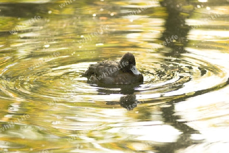 Ente im Teich