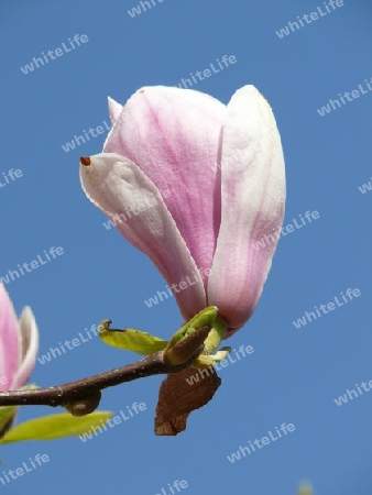 Magnolienbl?te