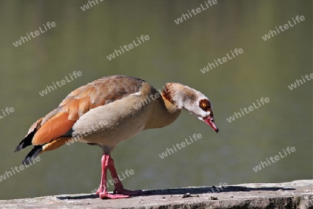 Nilgans auf Mauer