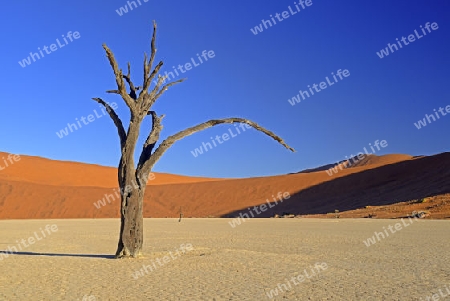 Kameldornb?ume (Acacia erioloba), auch Kameldorn oder Kameldornakazie im letzten Abendlicht,  Namib Naukluft Nationalpark, Deadvlei, Dead Vlei, Sossusvlei, Namibia, Afrika