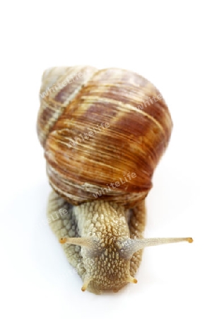 Weinbergschnecke auf weissem Hintergrund