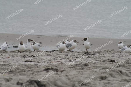 Strandleben