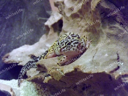 Leopard, Leopardgecko, Gecko, Echse, Reptilien, Exoten, Haustiere, Farbe, Natur, Indien