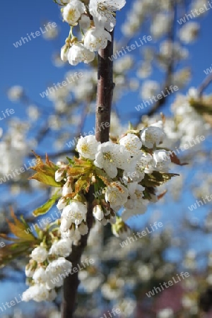 Baumblüte im Frühling