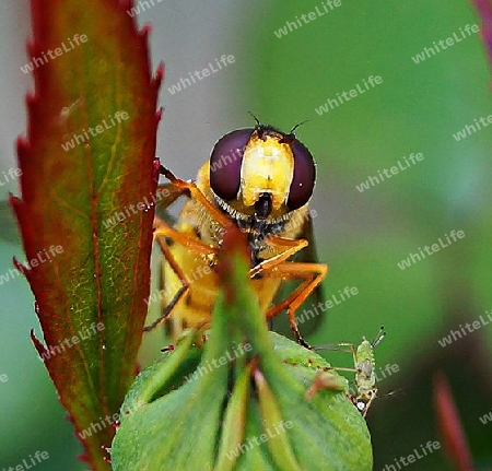 Die Schwebfliege 1