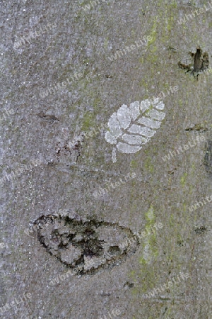 tree bark with leaf green impress