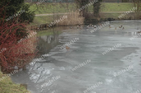 Enten am Teich