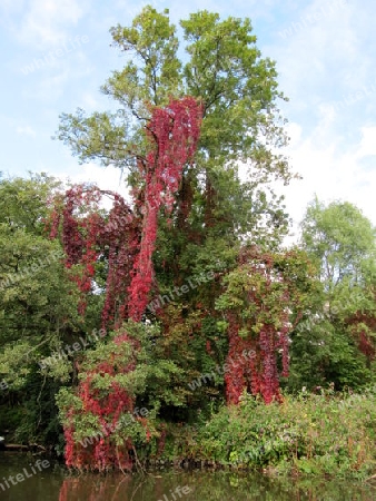 Baum, Herbstlaub