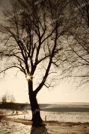 Ein Baum