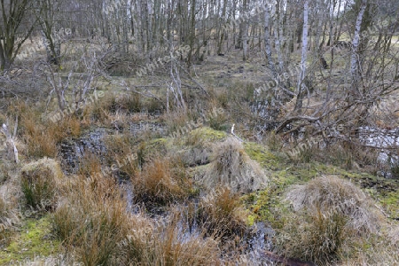 naturbelassene Feuchtwiese, Moor, Sumpflandschaft, Brandenburg, Deutschland, Europa