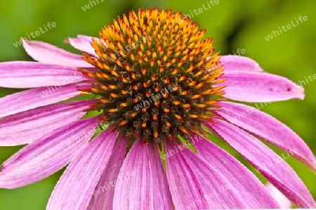  Echinacea purpurea