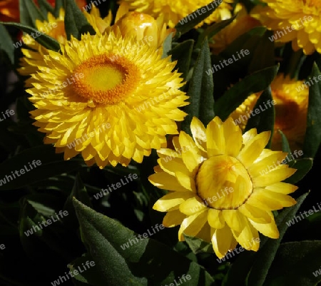 Strohblumen