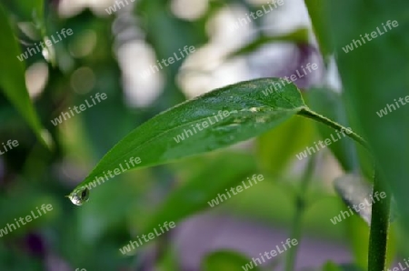 Blatt mit Tropfen