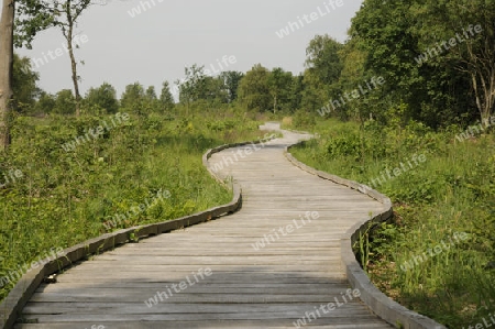 Bohlenweg am Ewigen Meer