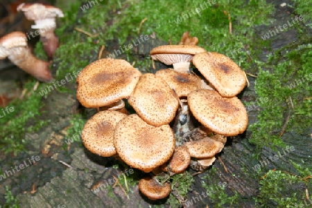 Porlinge ,"Polyporus squamosus"