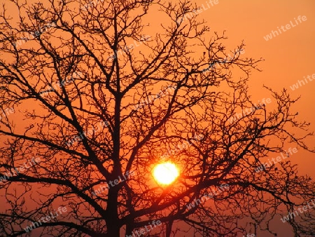 sonnenuntergang im Baum