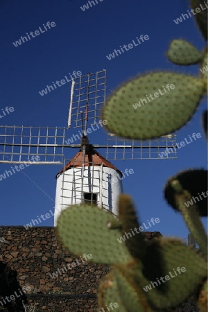 The Cactus Garden in the village of Guatiza on the Island of Lanzarote on the Canary Islands of Spain in the Atlantic Ocean. on the Island of Lanzarote on the Canary Islands of Spain in the Atlantic Ocean.
