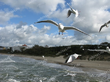 M?wen an der Ostsee