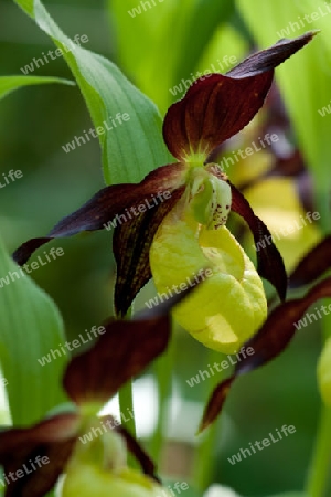 Frauenschuh, Cypripedium calceolus