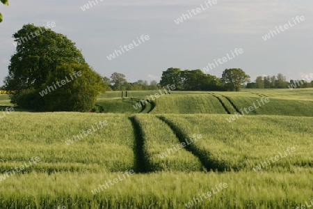 Spuren im Feld