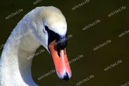 kopf von einem wei?en schwan