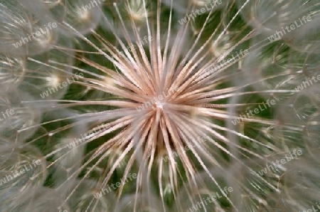 filigrane Wiesenbocksbart "Pusteblume