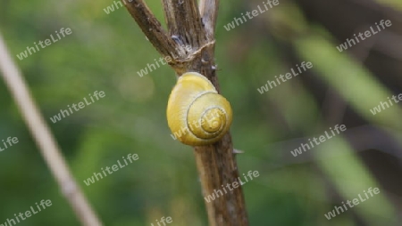 am Zweig kletternde Schnecke