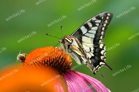 Segelfalter (lphiclides podalirius)