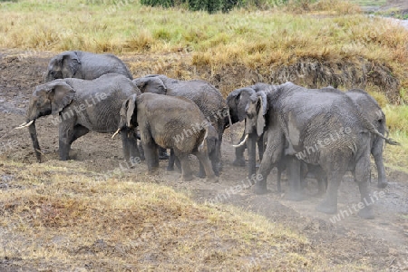 Elefant (Loxodonta africana) mit Jungtieren, Masai Mara, Kenia, Afrika