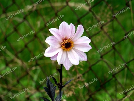 Gartenblume Dahlie 