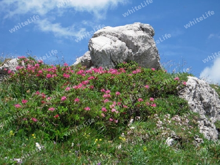 Steine und Blumen