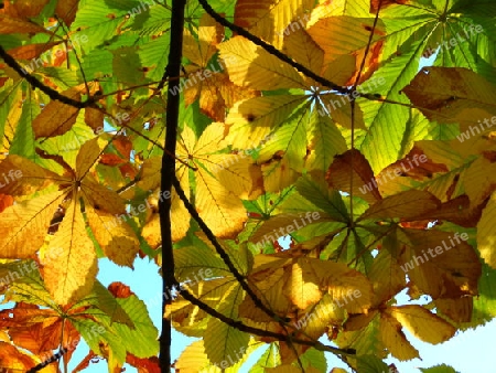 Herbstlaub im Gegenlicht