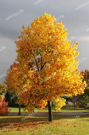 Herbst Baum