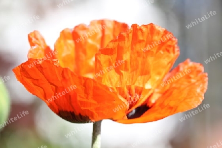 Mohn