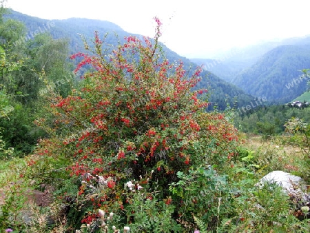 wilder Berberitzenstrauch