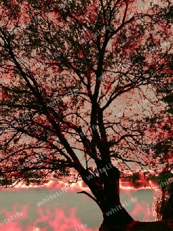 Baum im Lichtfeuer 2