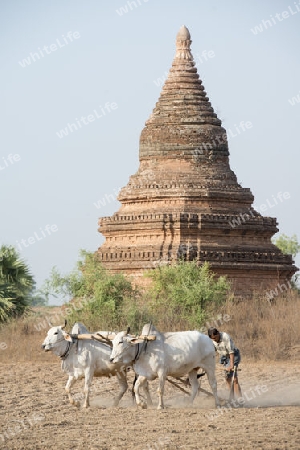 a farmer and his Ox are on the field near the Temples in Bagan in Myanmar in Southeastasia.