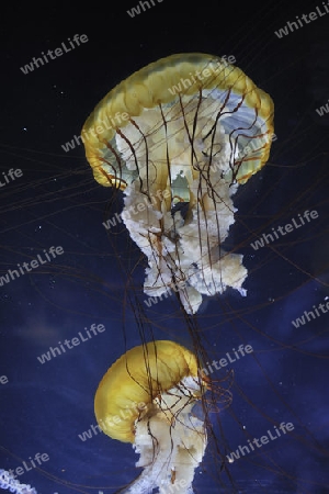 pazifische Kompassqualle, Chrysaora fuscescens, San Francisco, Kalifornien, USA