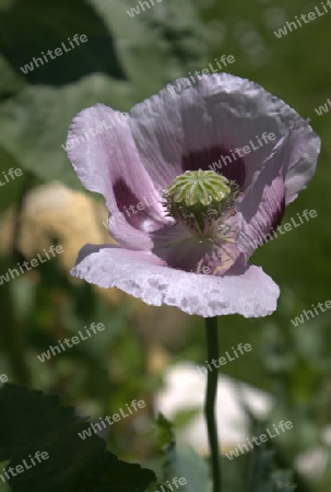 lila Mohn 2