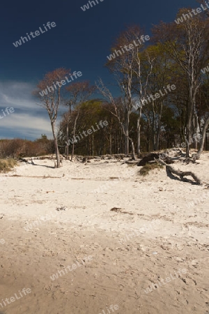 Weststrand auf dem Darss, Nationalpark Vorpommersche Boddenlandschaft, Deutschland