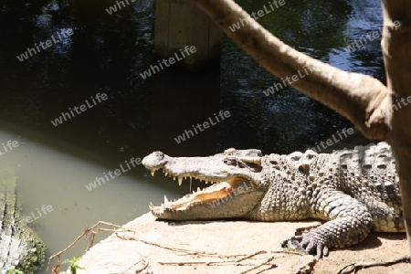 Krokodil in der Sonne