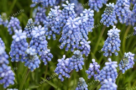 Blaue Blumen