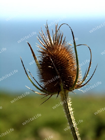 Deteil einer Stranddistel