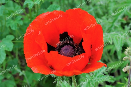 Klatschmohn