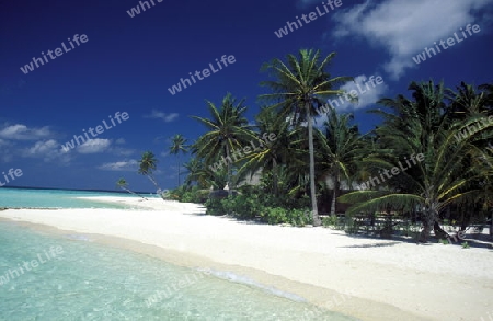 
Der Traumstrand mit Palmen und weissem Sand an der Insel Velavaru im Southmale Atoll auf den Inseln der Malediven im Indischen Ozean.   