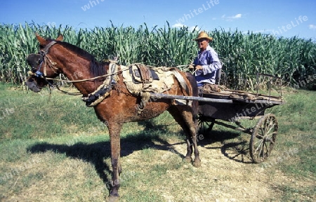 a Farmer near the city of Holguin on Cuba in the caribbean sea.