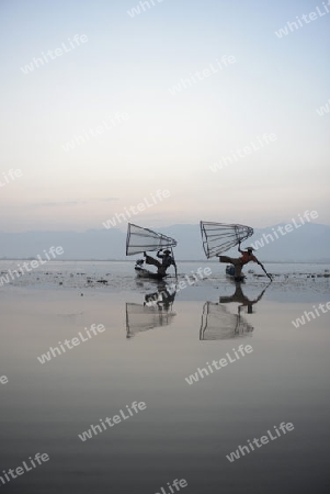 Fishermen at sunrise in the Landscape on the Inle Lake in the Shan State in the east of Myanmar in Southeastasia.